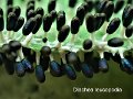 Diachea leucopodia-amf1977-2